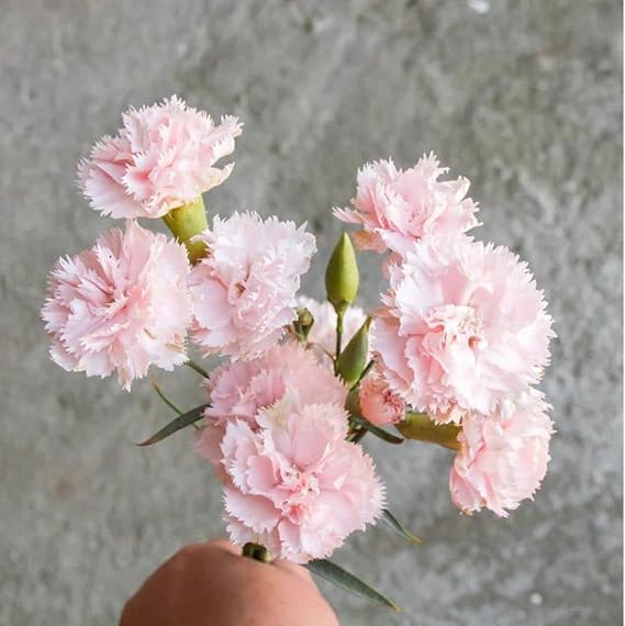 Carnation Dianthus Caryophyllus Pink Flower Seeds for Planting