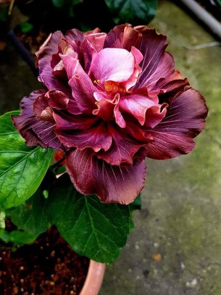 Elegance Imperial Rich Burgundy Flower – for planting in flower bed home garden
