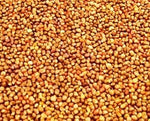 Perilla Frutescens Heirloom Non Gmo Image