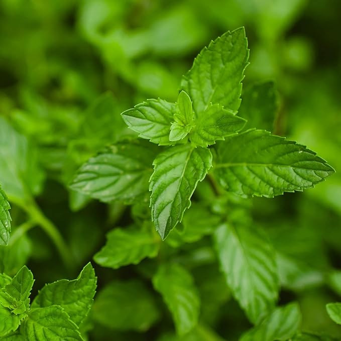 Peppermint Mint Vegetable Seeds for Pots