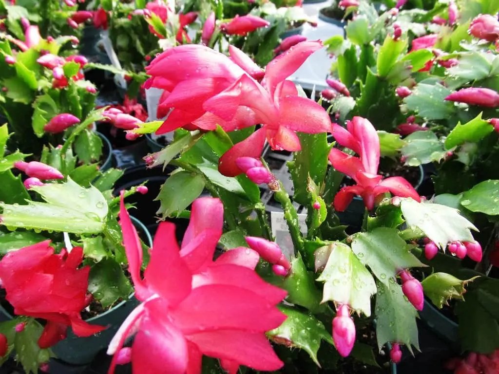 Schlumbergera Flower Seeds Light Pink for Planting, NON GMO Seeds for planting in home garden
