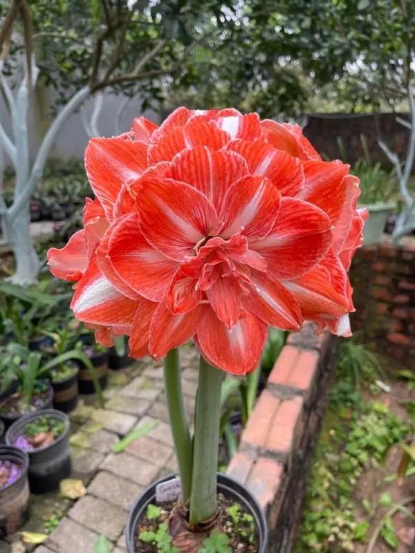 Orange Amaryllis Flower Seeds for Planting - NON GMO Seeds Dhara Seeds