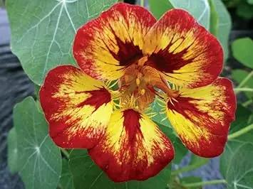 Multi Nasturtium Flower Seeds – Heirloom, Non-GMO Seeds for Planting Vibrant Garden Blooms Dhara Seeds