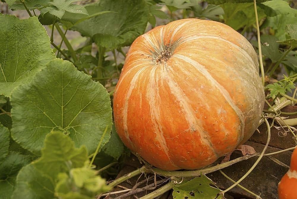 Howden Biggie Pumpkin Cucurbita pepo vegetable seeds for kitchen garden planting
