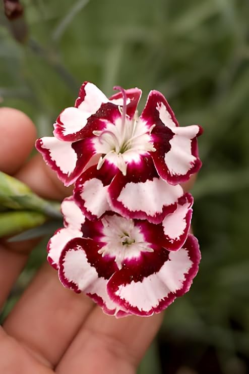 Dianthus Raspberry Swirl