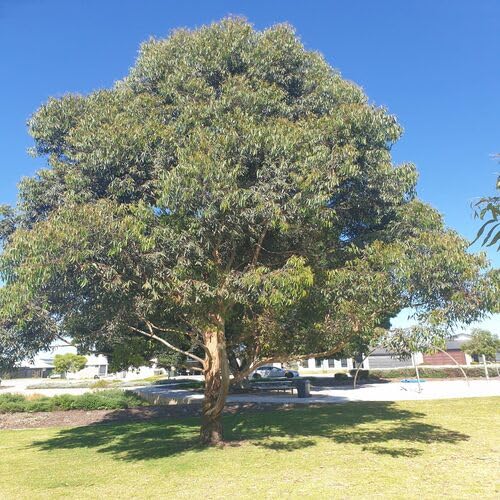 Eucalyptus Tree Green - Heirloom, Non - Gmo Seeds