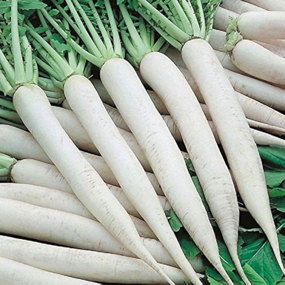 Daikon Radish White Radish Plant Seeds