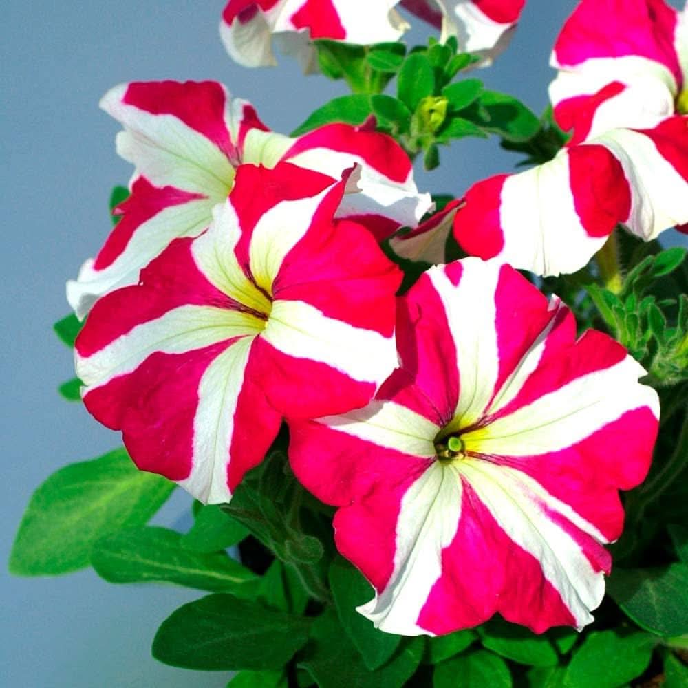 Rare Mixed Petunia Organic Pink White Flower Seeds  For Planting