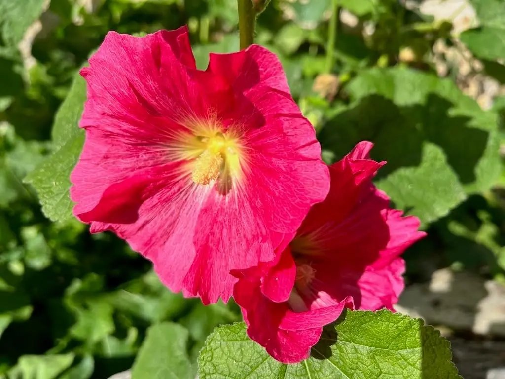 Malvarosa Flower Seeds for Planting - NON GMO Seeds Dhara Seeds