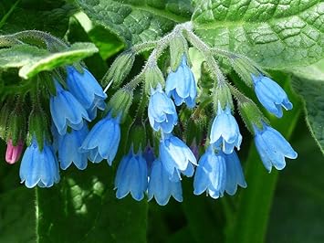 Heirloom Non-GMO Violet Symphytum Flower Seeds for Healing Herb and Pollinator Garden Planting