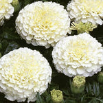 African Marigold Tagetes erecta Seeds for planting in flower bed