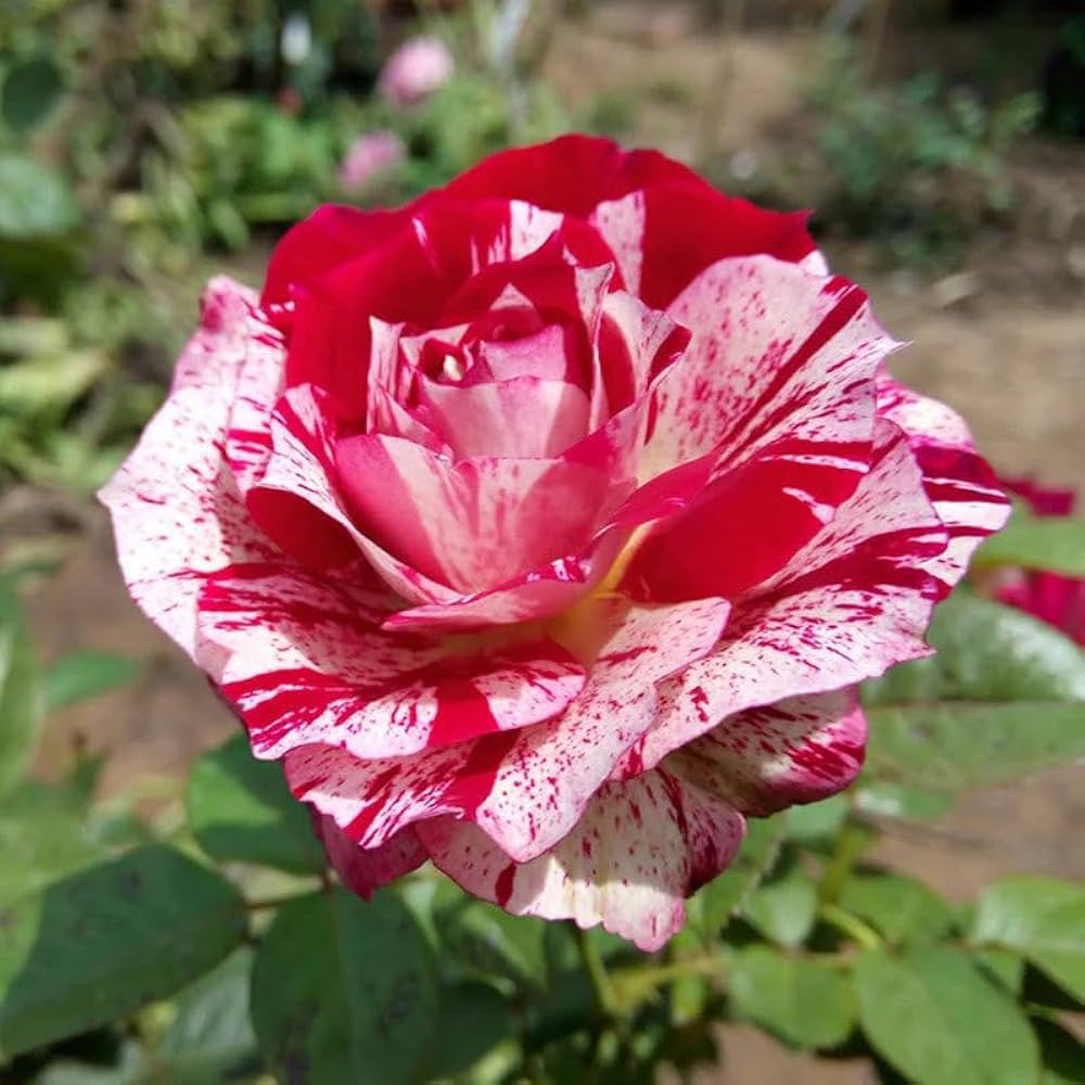Rose Rosa Hybrida Rare Flower Seeds for Planting – Suitable for Backyard Gardening and Colorful Floral Displays