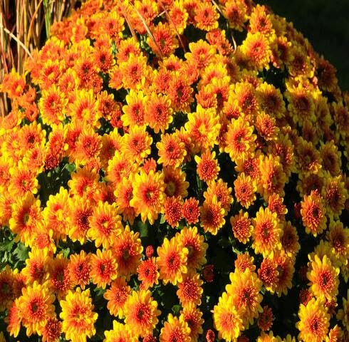 Orange Chrysanthemum Flower - Heirloom, Non - Gmo Seeds