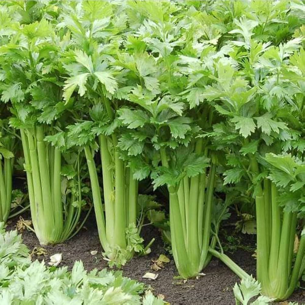 Utah Celery Seeds for Planting