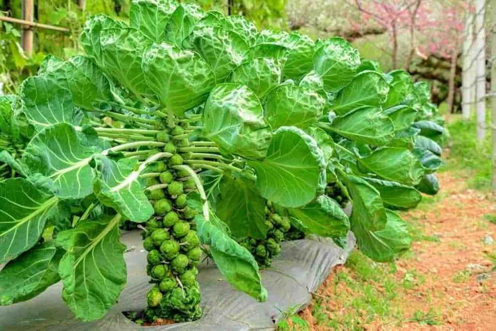 Long Island Brussels Sprouts Green Brussels Sprouts Plant Seeds