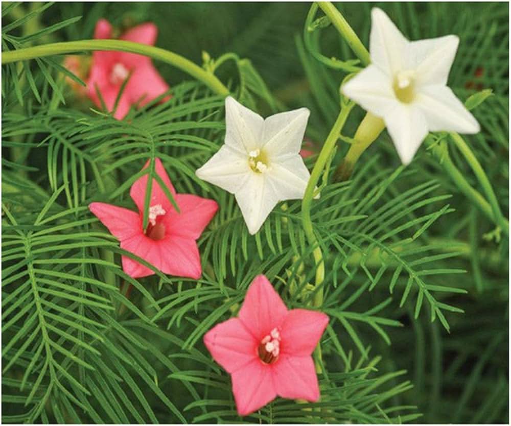 Lion’s Grass Stapelia Gigantea Flower Seeds for Planting in Indoor Pots and Succulent Collections