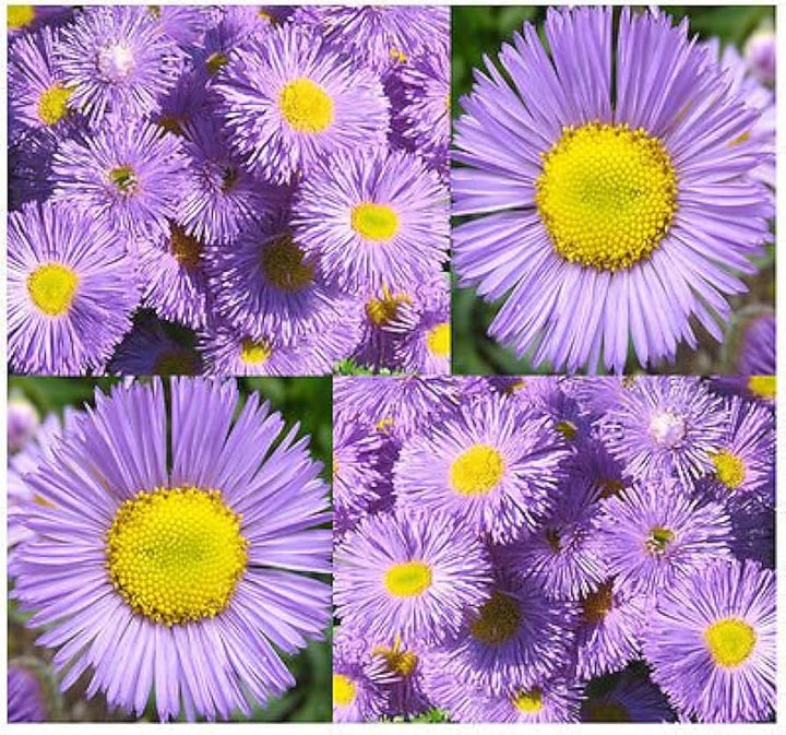 Heirloom Purple Yellow Erigeron Flower Seeds for Garden Planting – Bright Blooms