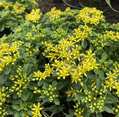 Yellow Sedum - Heirloom, Non - Gmo Seeds