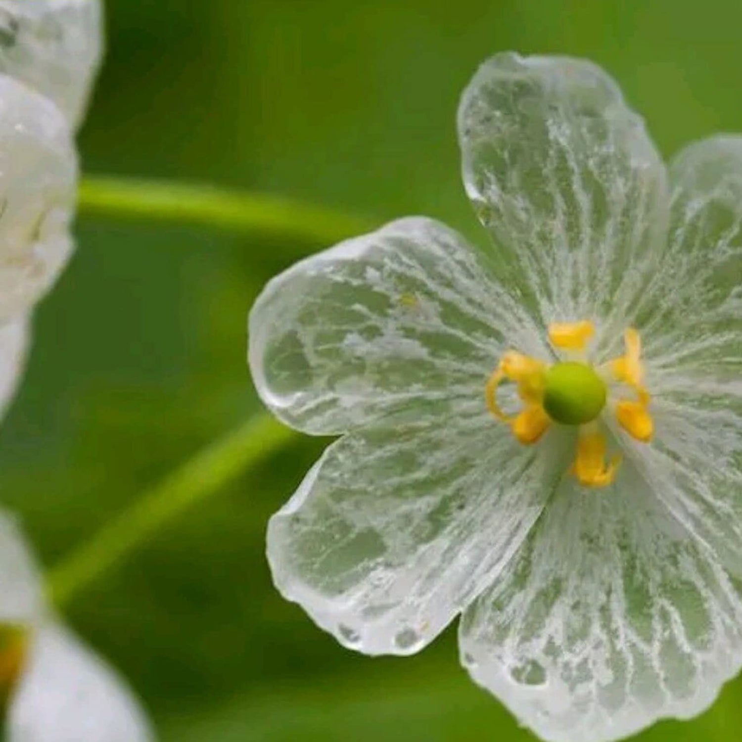 Skeleton Flower Seeds for Planting