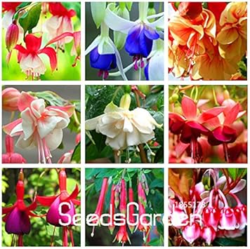 Mixed Fuchsia Flower Heirloom Non Gmo Image