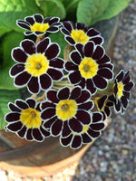 Begonia tuberhybrida for planting in flower bed