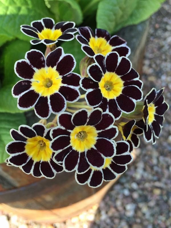 Begonia tuberhybrida for planting in flower bed