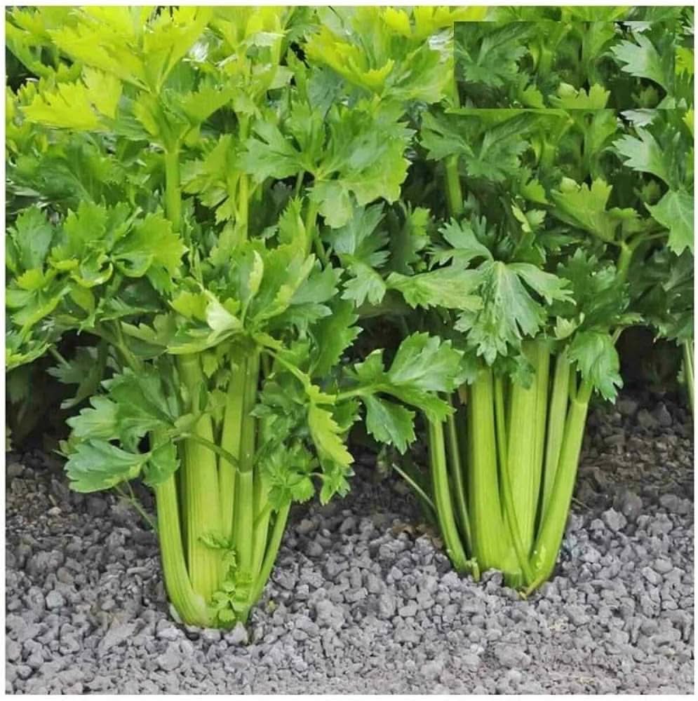 White Celeriac Early Medium-Sized Vegetable Seeds