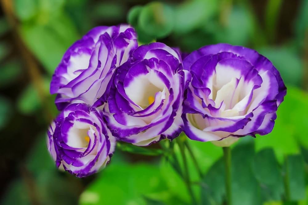 Violet White Lisianthus Flower Seeds for Planting - Heirloom, NON-GMO Seeds - Beautiful Garden Blooms