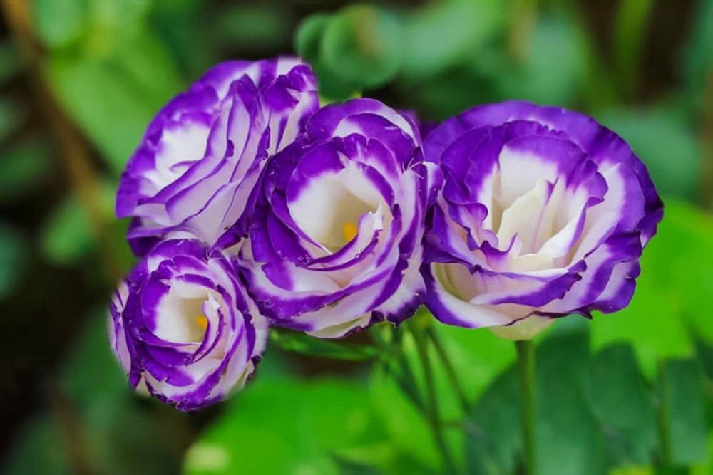Eustoma Lisianthus Russellianus Flower Seeds for home garden and balcony planting