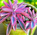 Bromeliad Tillandsia  Orange Seeds for Planting - NON GMO Seeds Dhara Seeds
