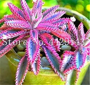 Bromeliad Tillandsia  Orange Seeds for Planting - NON GMO Seeds Dhara Seeds