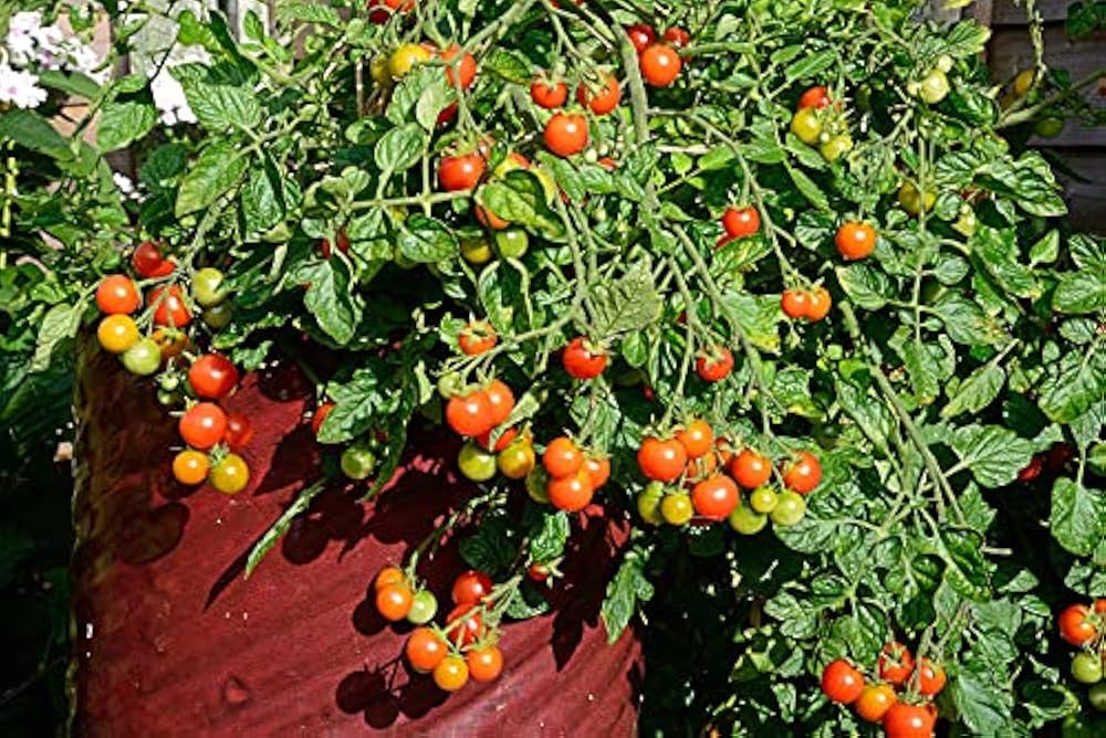 Tomato Solanum Lycopersicum Champagne Cherry Vegetable Seeds for Planting – Great for Kitchen Garden and Patio Pots