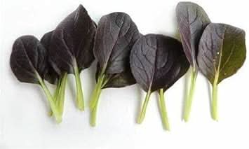 Black Bok Choy Seeds for Planting