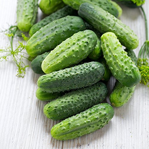 Wisconsin Pickling Cucumber Seeds (Cucumis Sativus) + Seeds