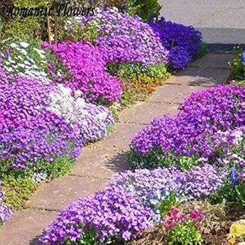 Purple Aubrieta Cascade Plant Seeds for Planting - NON GMO Seeds for planting in home garden