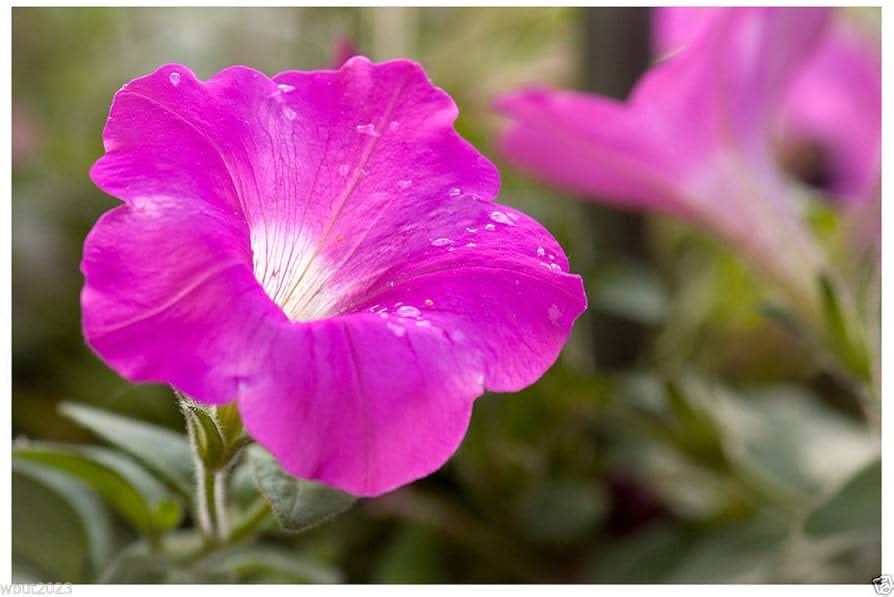 Shanin Violette Petunia Wildflower Purple-Pink Seeds