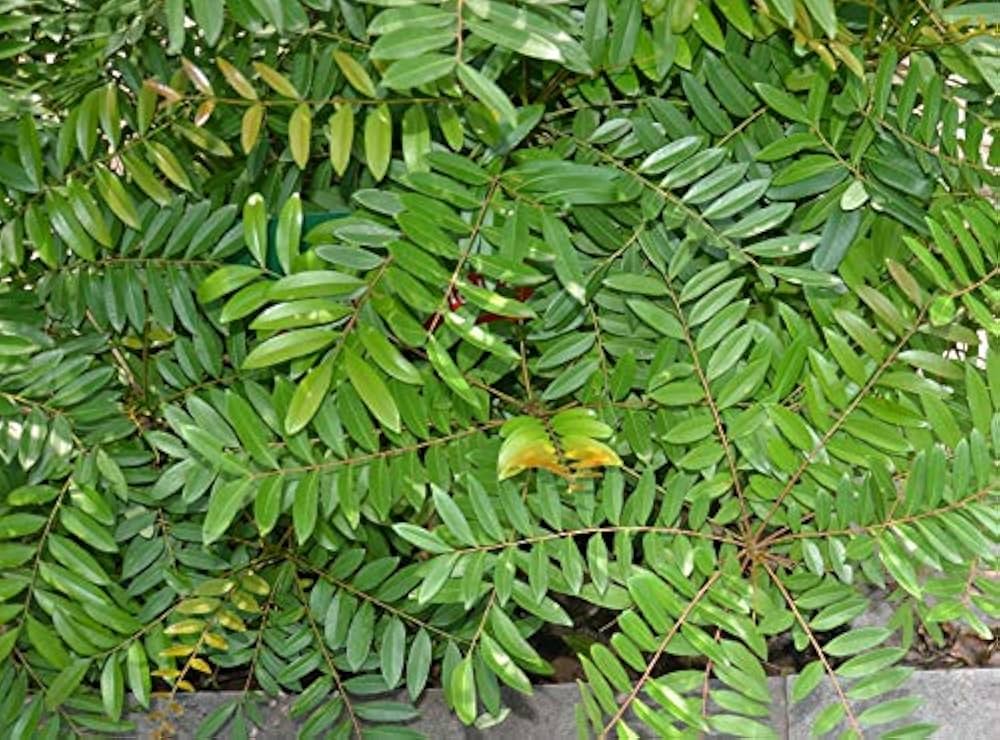 Laub-Salbei Kräutersamen for Planting herb garden