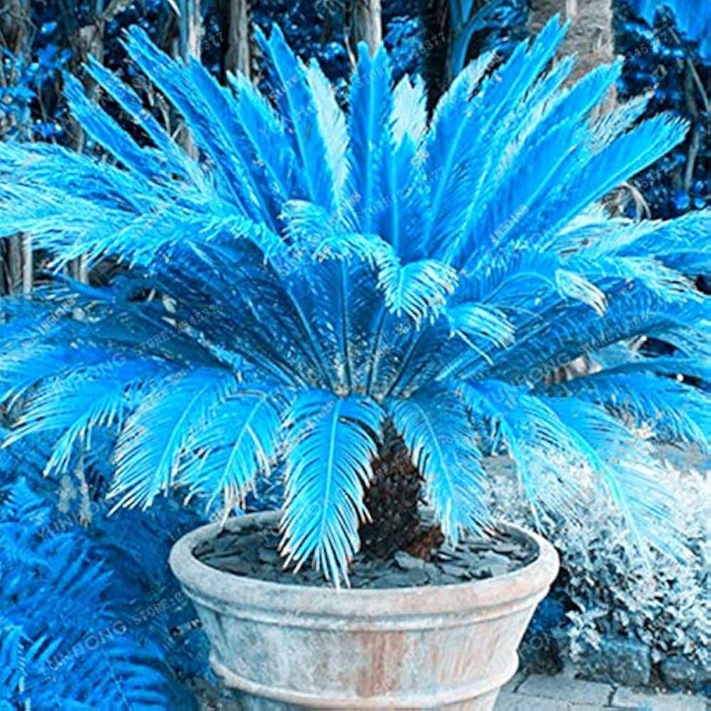 Rare Blue Cycas Sago Palm seeds for home garden planting