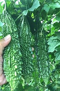 Bitter Gourd Momordica charantia for planting in vegetable patch