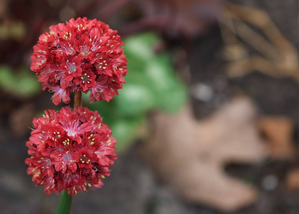 Sea Thrift Armeria maritima Joystick Mix flower seeds for planting in rock garden or coastal beds