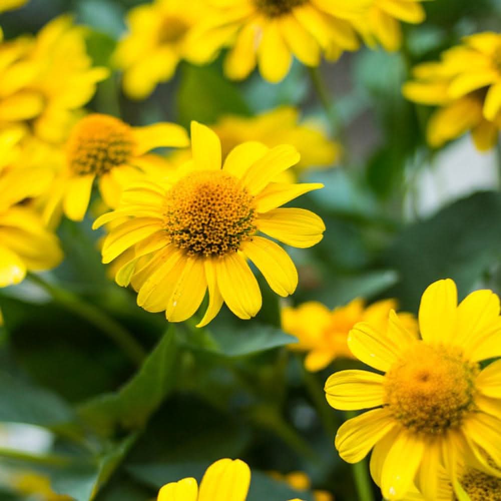 Arnica Montana Herb Plant Seeds for Medicinal Gardens and Healing Scientific Name Placeholder for planting in home garden