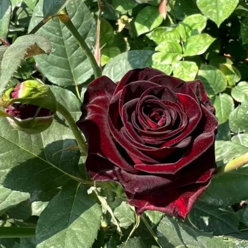 Black Rose Seeds with Red Border for Perennial Bushes or Bonsai