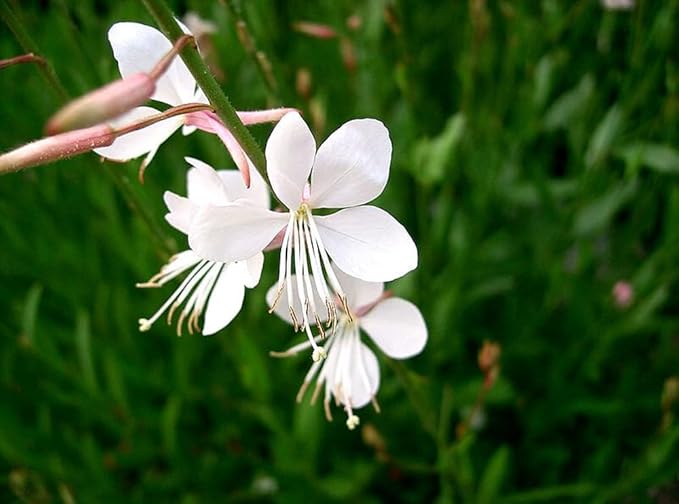 Gaura Whirling Butterflies Seeds