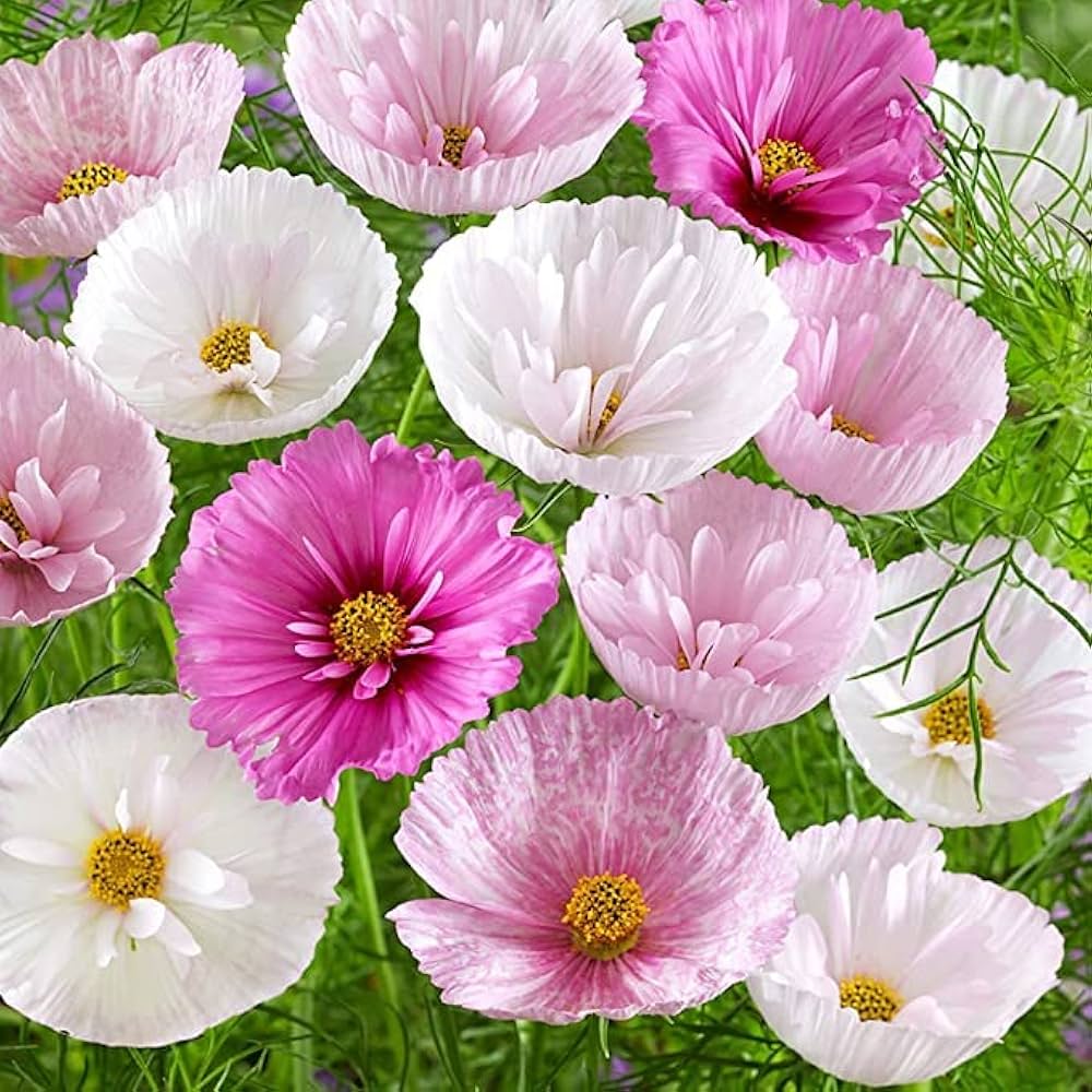 Sensation Pinkie Cosmos Drought Tolerant Annual Flower Seeds for Soft, Pink Blooms in Your Garden