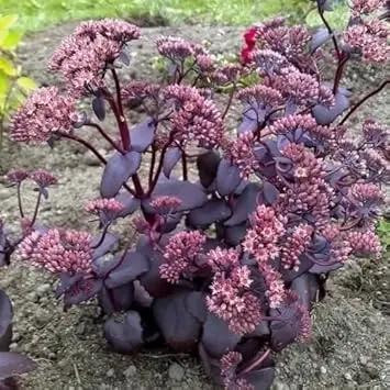 Pink Sedum Telephium Plant Seeds for Planting - NON GMO Seeds for planting in home garden