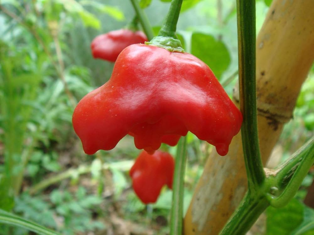 Giant Sweet Pepper Capsicum Annuum Seeds for Planting Home Garden Container