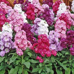 Heirloom Non-GMO Matthiola Incana Flower Seeds | Fragrant Stock Garden Blooms for planting in your garden.
