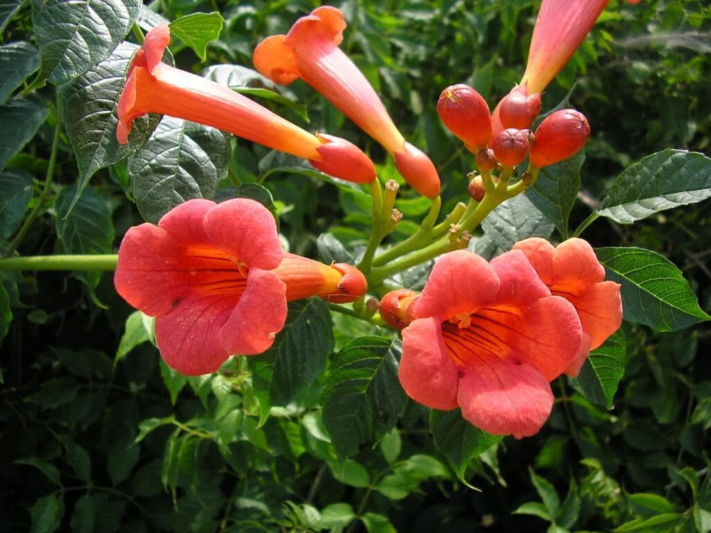 Enredadera Trompetan Flower Seeds for Planting - 100 seeds for planting in home garden