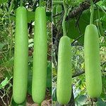 Bottle shaped gourd organic seeds for vegetable garden