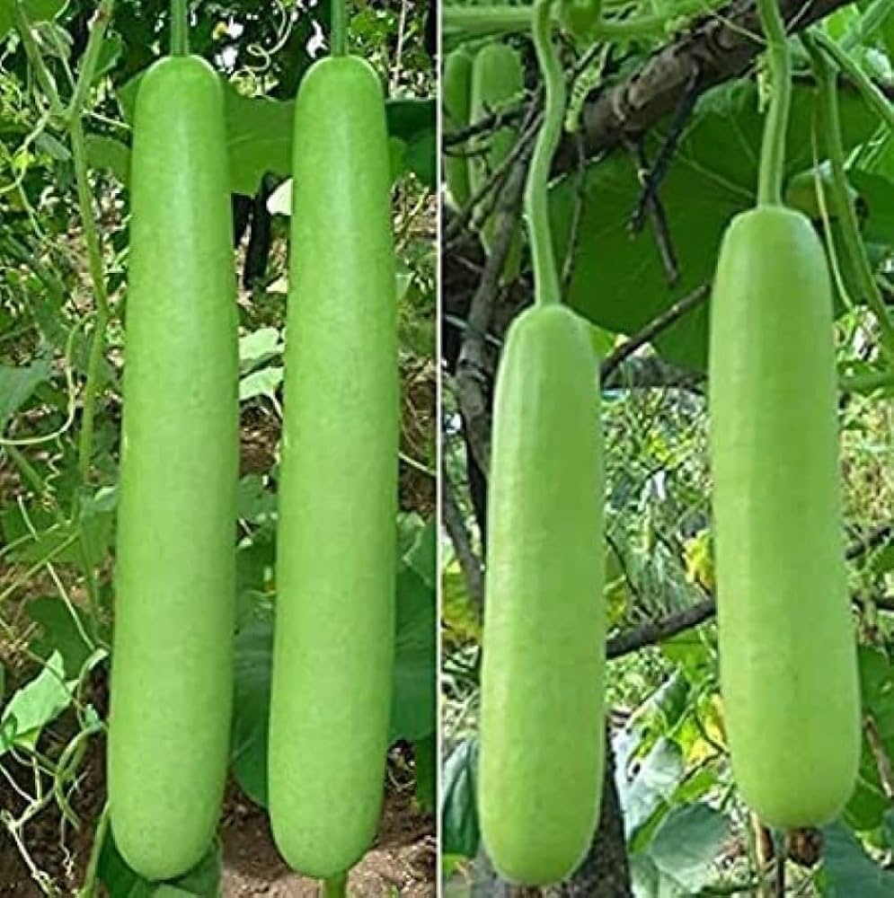 Bottle shaped gourd organic seeds for vegetable garden